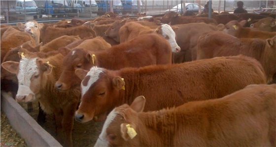 中央1.4亿元支持河南肉牛养殖产业