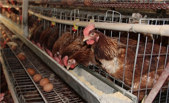 蛋鸡养殖利润