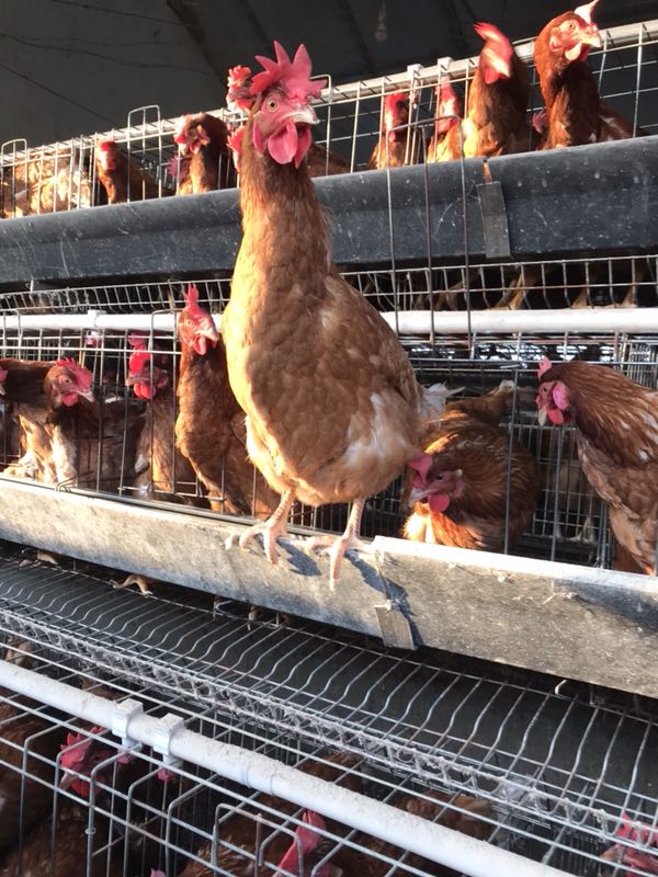 臻美农牧无抗养殖告诉你冬季如何对鸡群进行管理