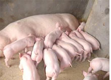 绿色保健母猪饲养 预防胜于治疗