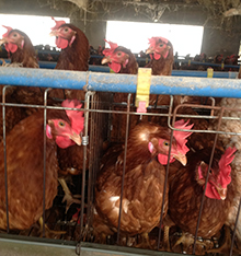 怎么降低养殖鸡的成本