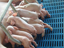 预防母猪出现化胎、死胎的措施