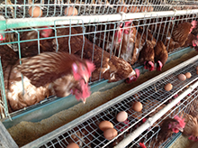 如何提高蛋鸡养殖的效益呢？