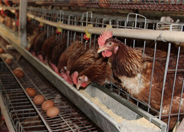 蛋鸡养殖利润分析和成本预算